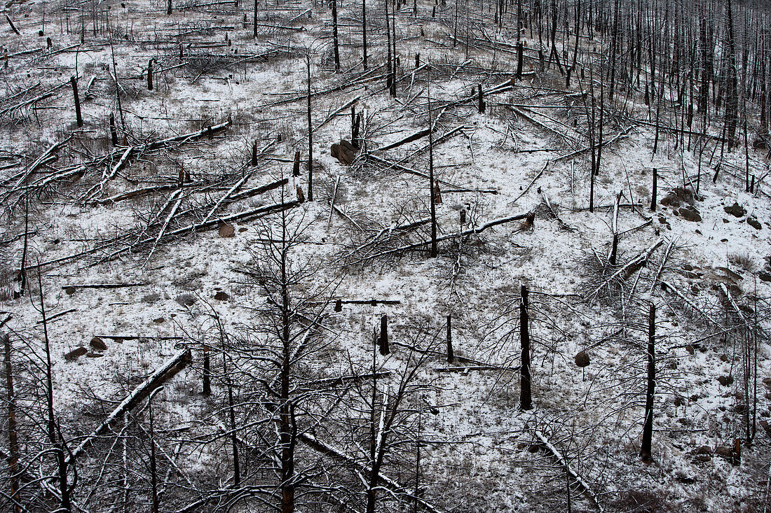 Forest Fire Remnants Covered in Snow, Colorado, USA