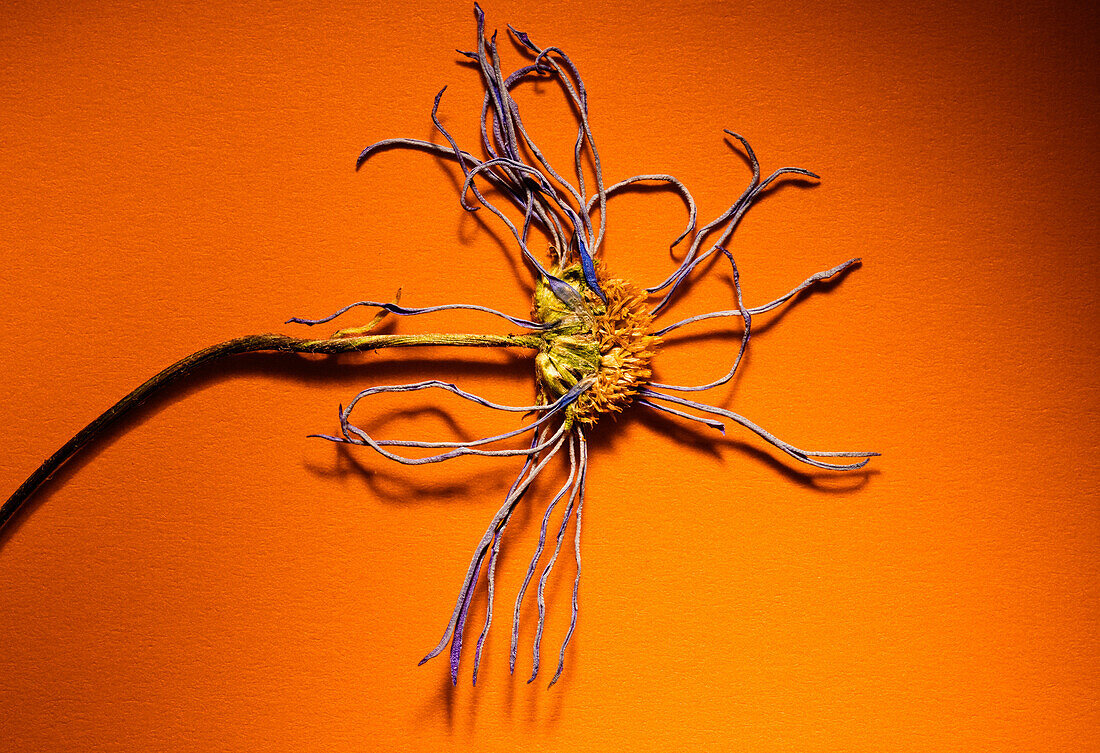Pressed Flower on Orange Background