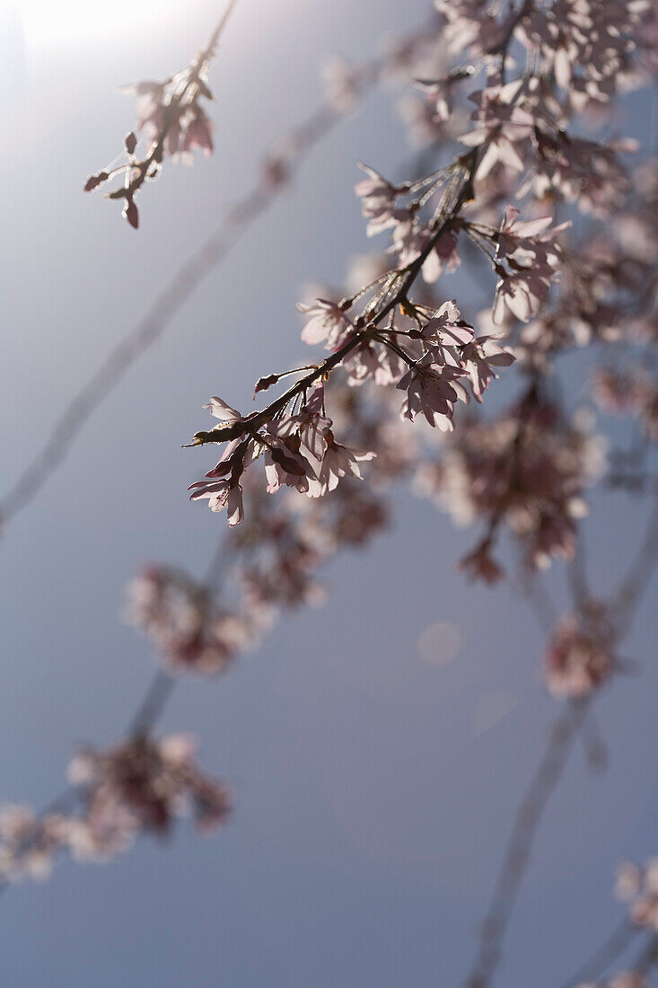 Blossoming Cherry Tree Branch, Close-Up