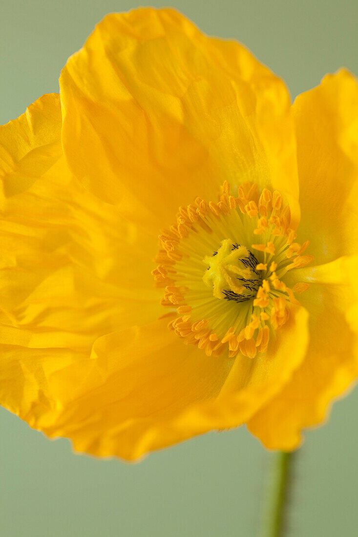 Gelbe Mohnblume auf grünem Hintergrund, Nahaufnahme