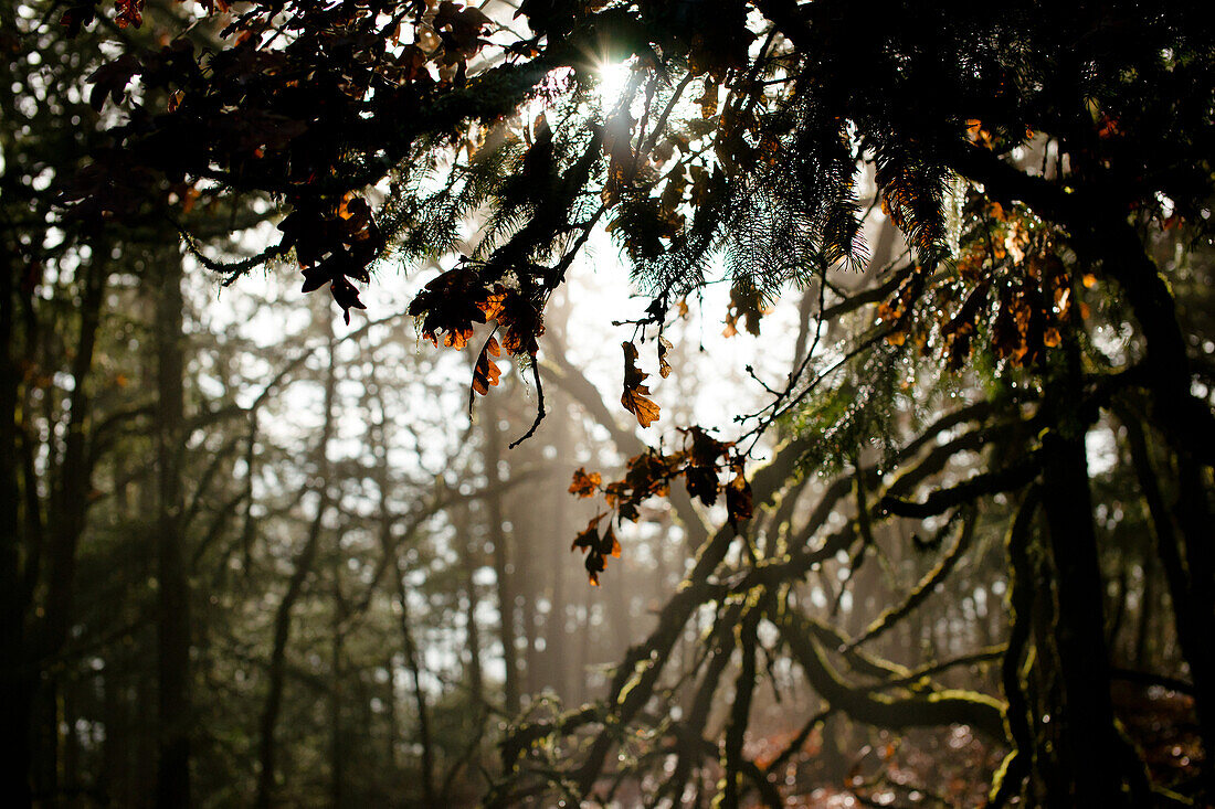 Forest Scene During Evening Light