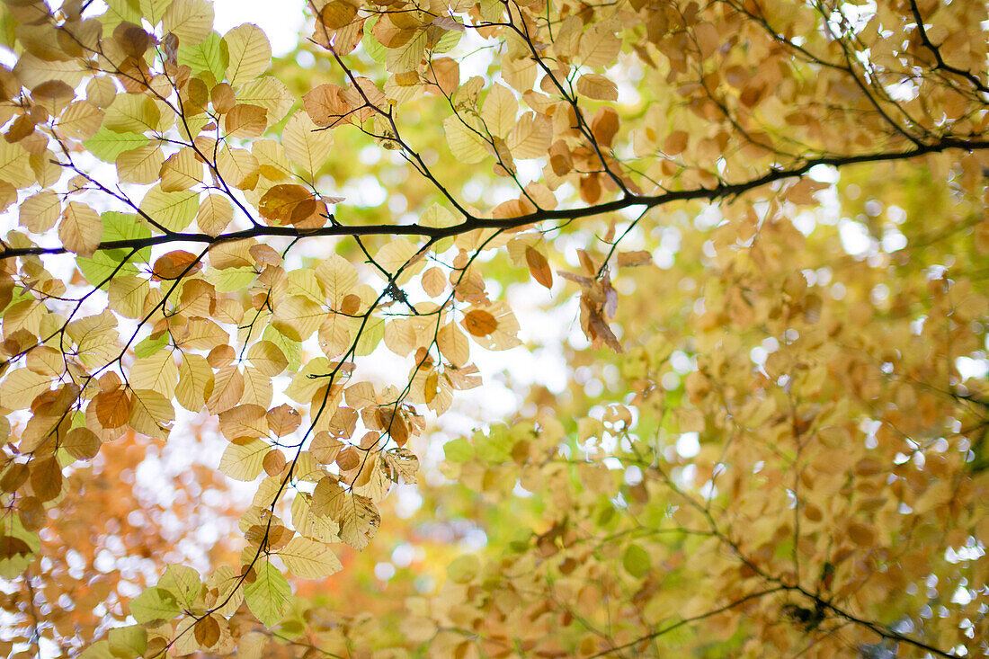 Autumn Leaves on Tree Branches, Low Angle View