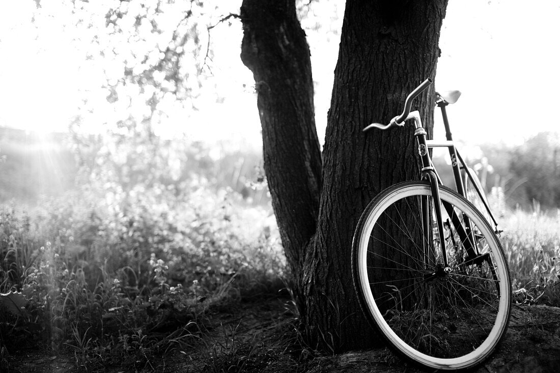 Bicycle Leaning Against Tree