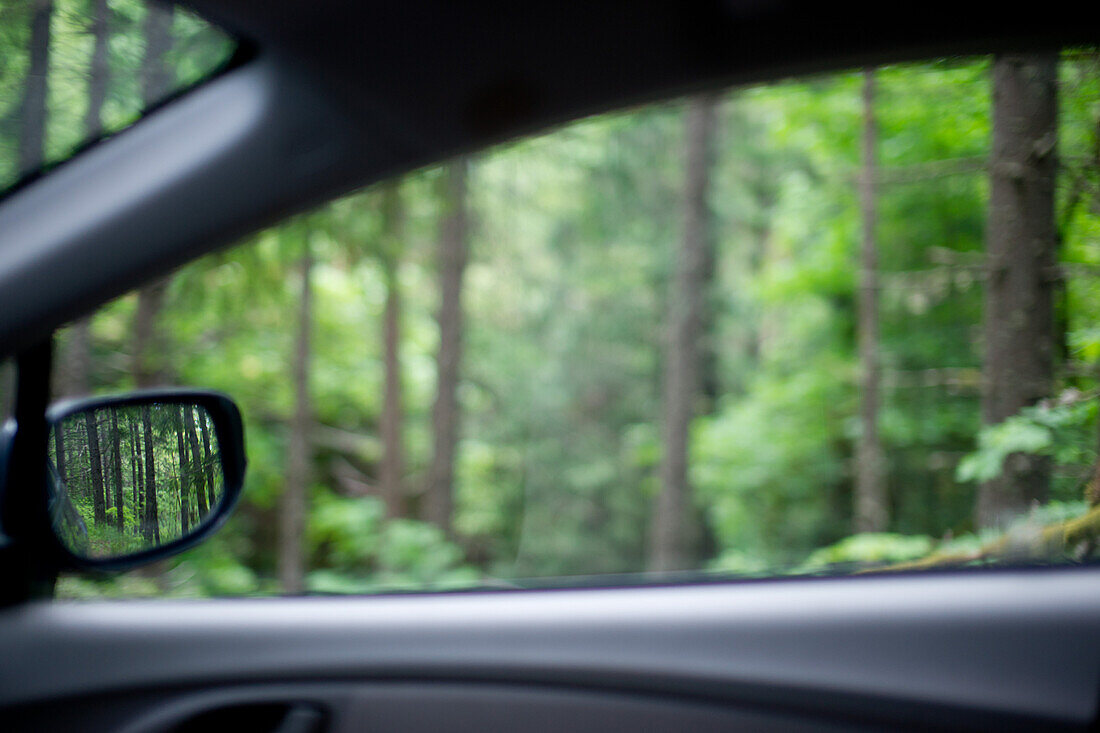 View of Forest Through Car Window