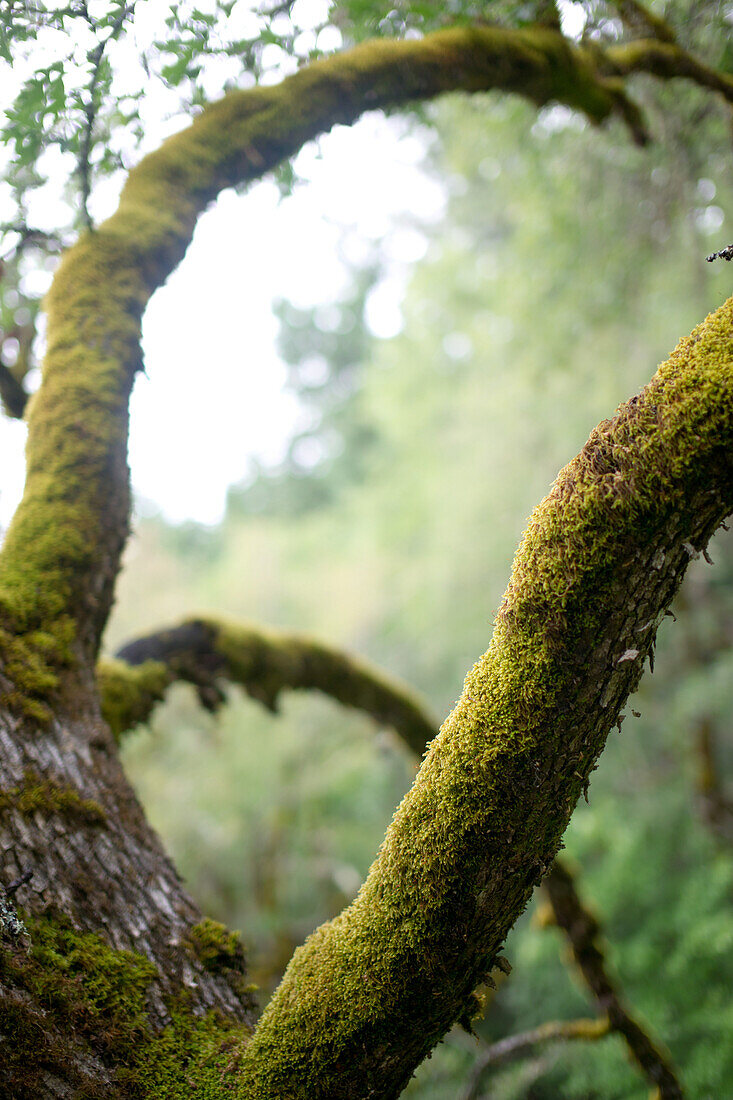 Mossy Tree with Curving Branches