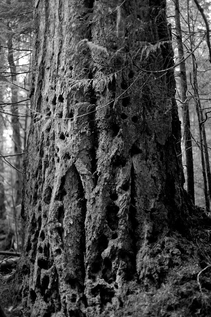 Old Tree With Holes in Bark