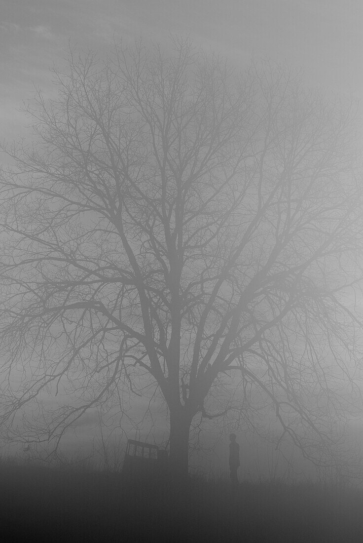 Person Standing Next to Large Bare Tree in Fog