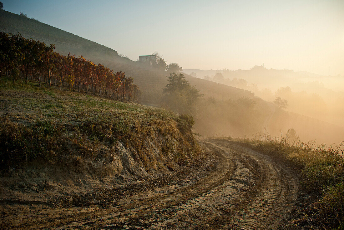 Dirt Road Along Hillside Vineyard on Foggy Morning, Roero, Piemonte, Italy