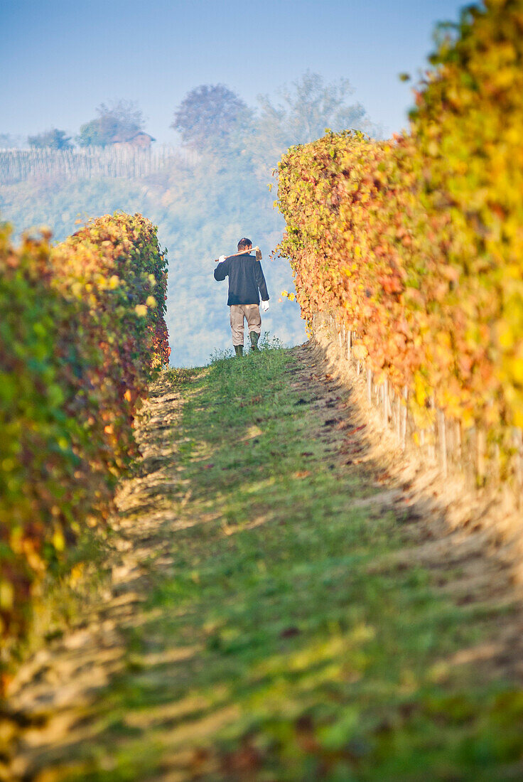 Man Working in Vineyard, Italy