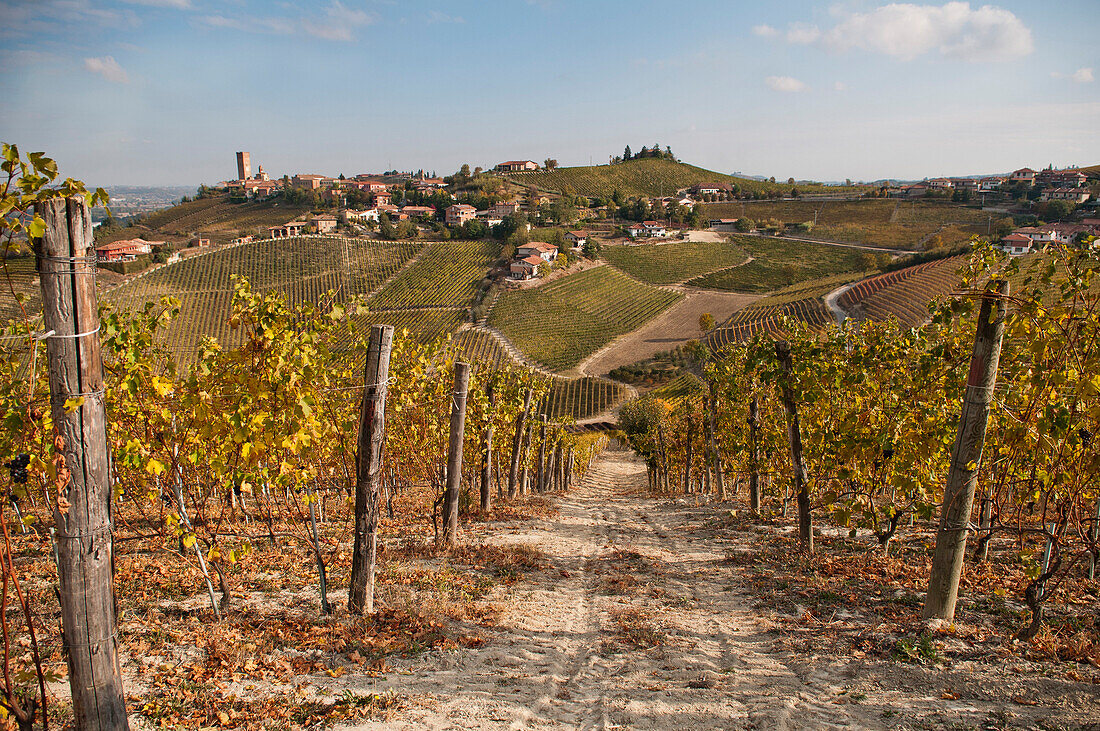 Vineyard With Hillside Village in Background, Barbaresco, Italy