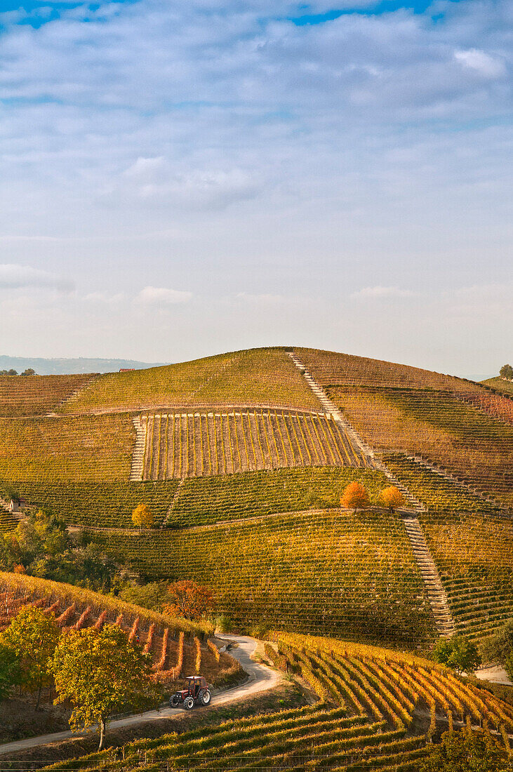 Hillside Vineyard, Barbaresco, Italy