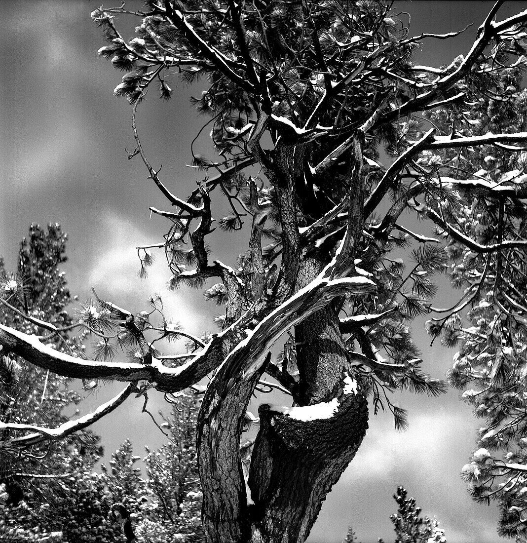 Snow Covered Pine Tree, Low Angle View, Lake Tahoe, California, USA