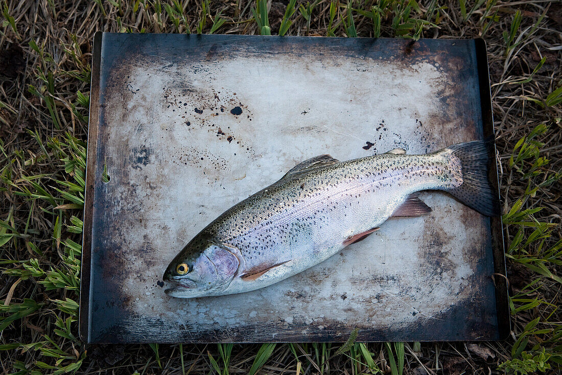 Whole Fish on Metal Tray