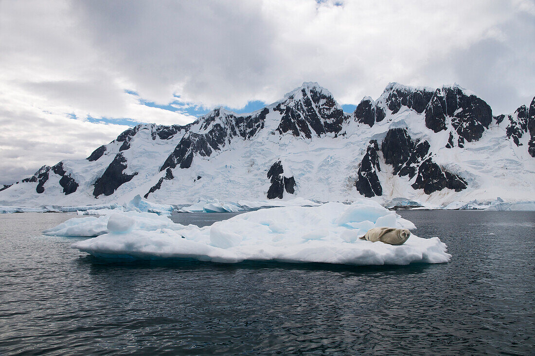 Seal on Iceberg with Snowy Mountains in Background, Antarctica