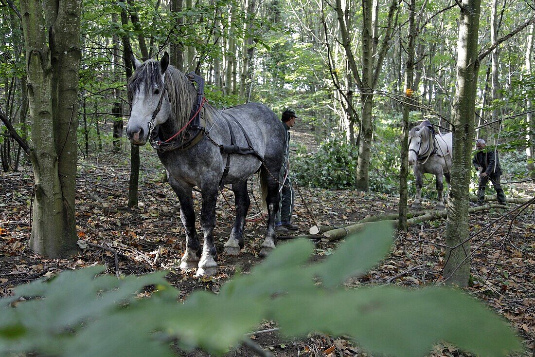 Percheron Horses Used For The Logging Of Forest Timber, Saint-Jean-Pierre-Fixte, Eure-Et-Loir (28), France