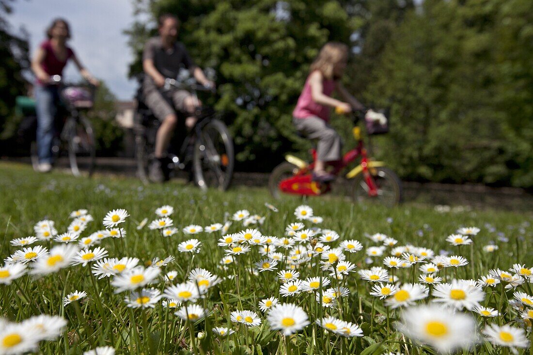 Daisies In Front Of A Family Cycling, Bike Path On The Paris-Mont Saint Michel Route, Chartres (28), Eure-Et-Loir, France
