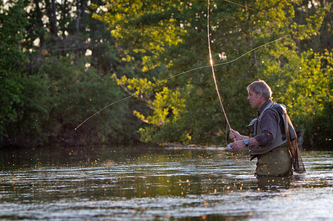 Hatching Of A Mayfly, Fly Fishermen On The Huisne River Near Nogent-Le-Rotrou, Perche, Eure-Et-Loir (28), France