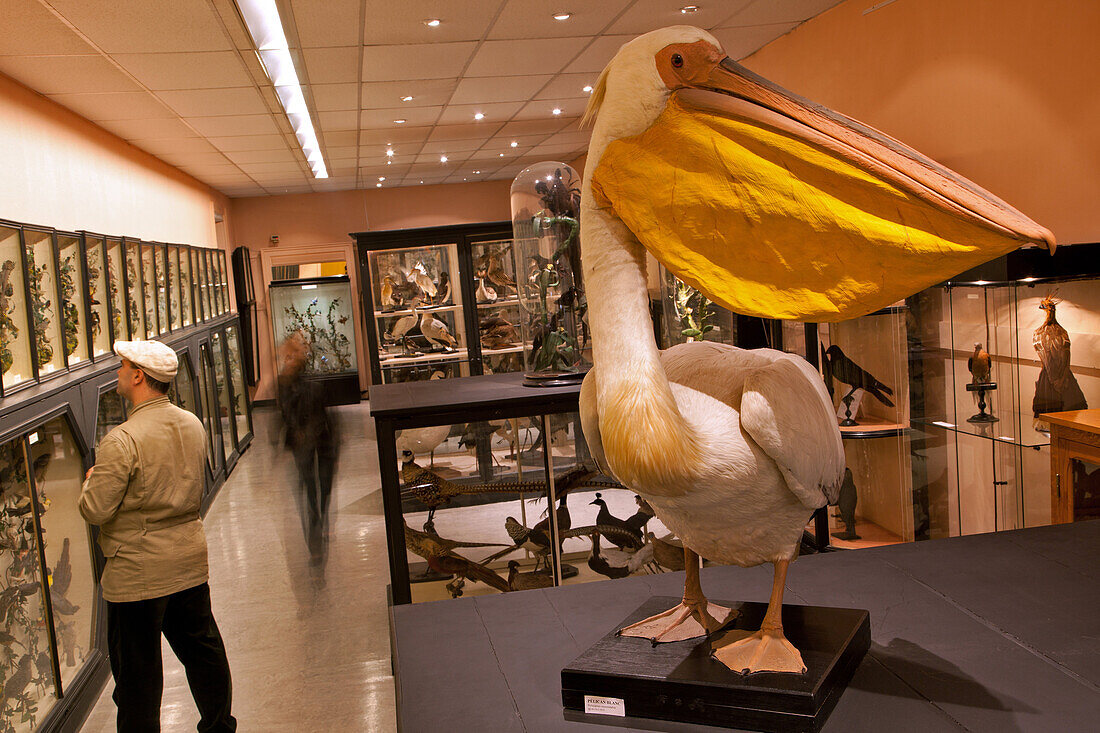 Pelican Donated By The Marquis De Tarragon In 1897, Hall Of Birds, Fine Arts And Natural History Museum Of Chateaudun, Eure-Et-Loir (28), France
