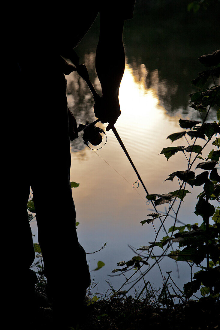 Black Bass Fisherman At Dawn, No-Kill Fishing With The Fish Being Immediately Returned To The Water, Douy Lake Near Chateaudun, Eure-Et-Loir (28), France