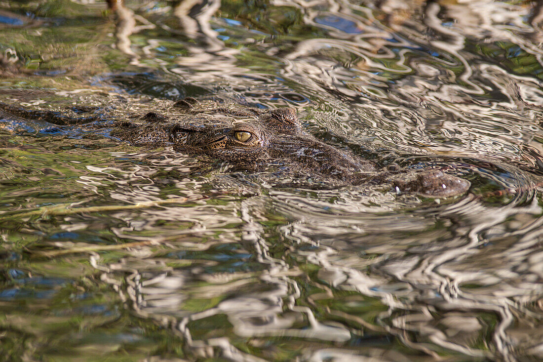 Crocodile Moving Through The Dark Waters Of The Black River, Jamaica, The Caribbean