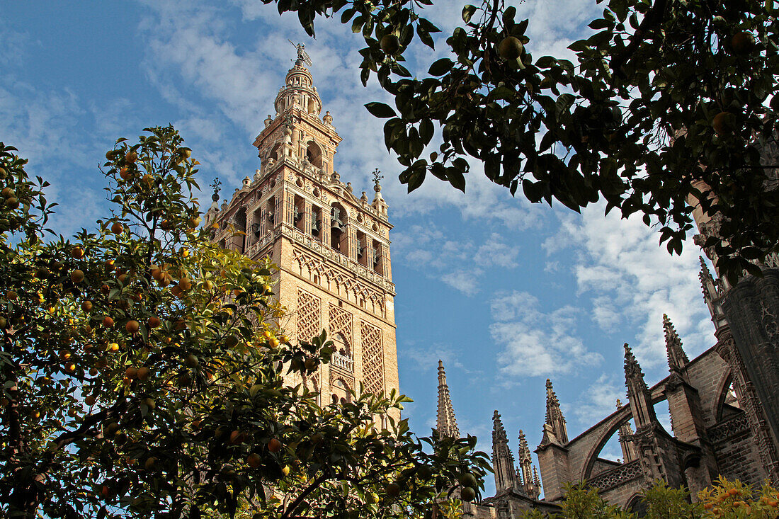 The Giralda, Moorish Tower Of The Old Great Mosque Dating From The 12Th Century, Seville, Andalusia, Spain