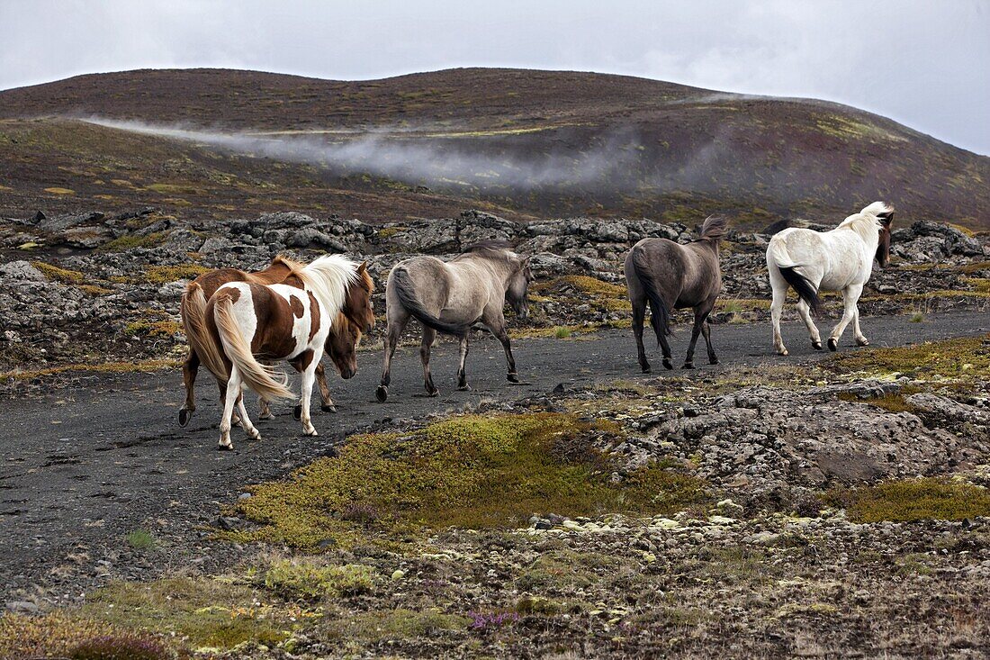 Icelandic Horses, Region Of Mytvatn, Northern Iceland, Europe