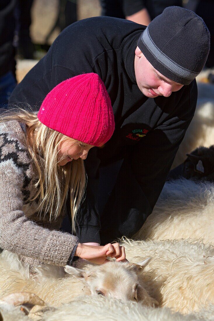 The Big Round-Up Of Herds Of Sheep (Rettir In Icelandic), An Icelandic Tradition That Consists Of Bringing Back The Sheep That Had Been In Mountain Pasture In Summer, Undirfellsrett, Northwest Iceland, Europe