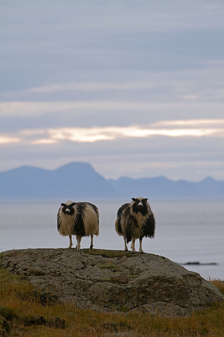 Icelandic Sheep, Northern Iceland, Iceland, Europe