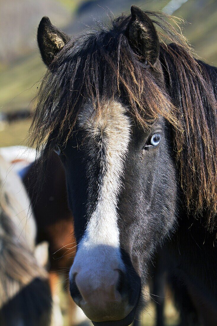 Portrait Of An Icelandic Horse, Skrapatungurett, Northern Iceland, Europe