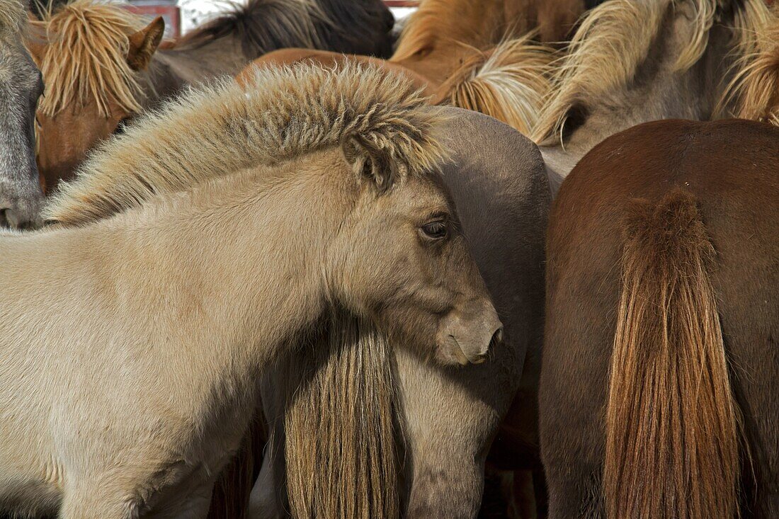 The Big Round-Up Of Herds Of Icelandic Horses, An Icelandic Tradition That Consists Of Bringing Back The Horses Which Had Been In Mountain Pasture In Summer, Skrapatungurett, Northern Iceland, Europe