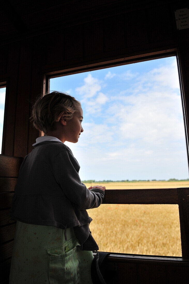 Little Girl At The Window Of The Little Sightseeing Steam Locomotive Of The Bay Of Somme, Somme (80), France