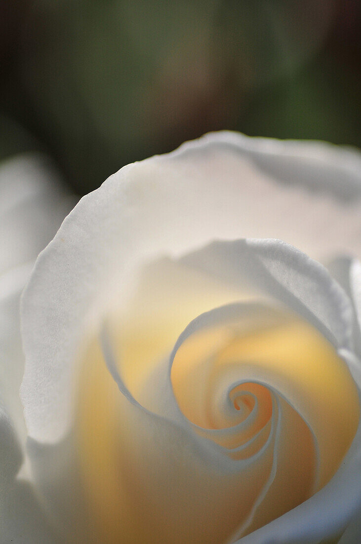 The Heart Of A White Rose, Somme (80), France