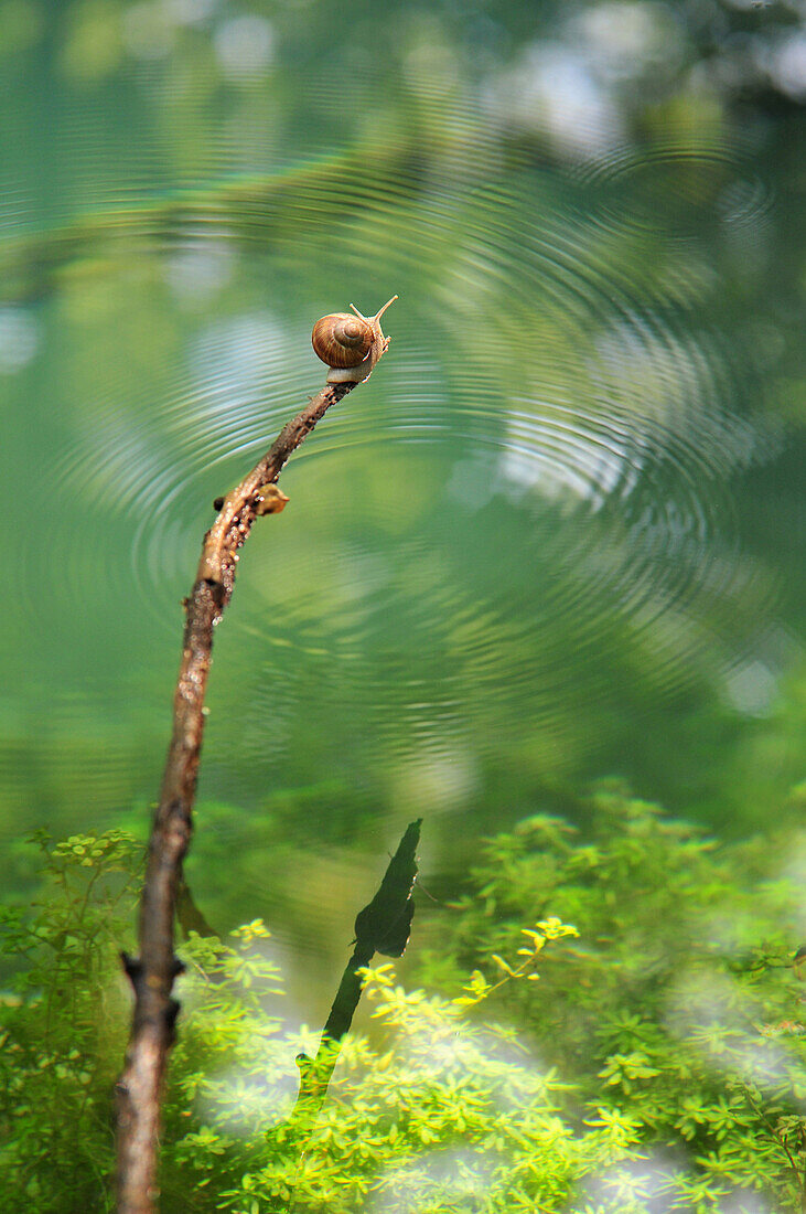Snail On A Branch Hanging Over A Pond, Somme (80), France