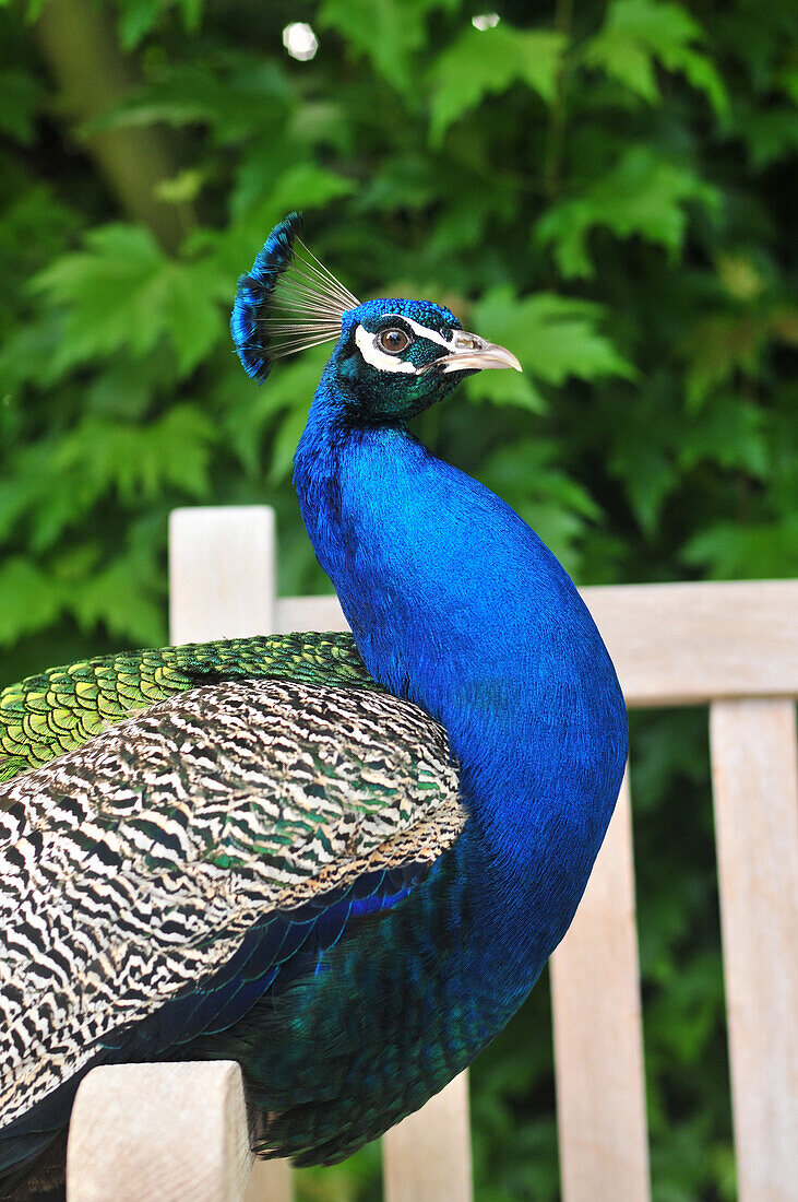 Peacock In The Garden Of The Abbey Of Valloires, Built In The 17Th And 18Th Centuries, Argoules, Somme (80), France
