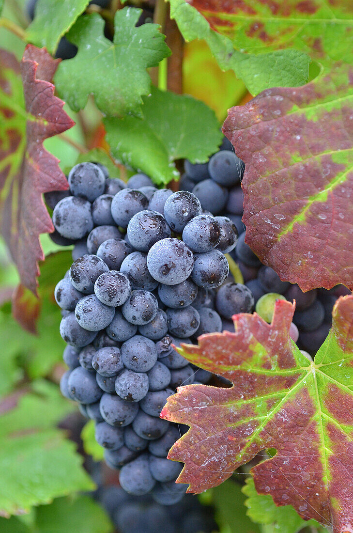 Bunch Of Red Grapes, Pinot Noir Gapes, Vineyards Of Champagne In Autumn, Essomes-Sur-Marne, Aisne (02), France