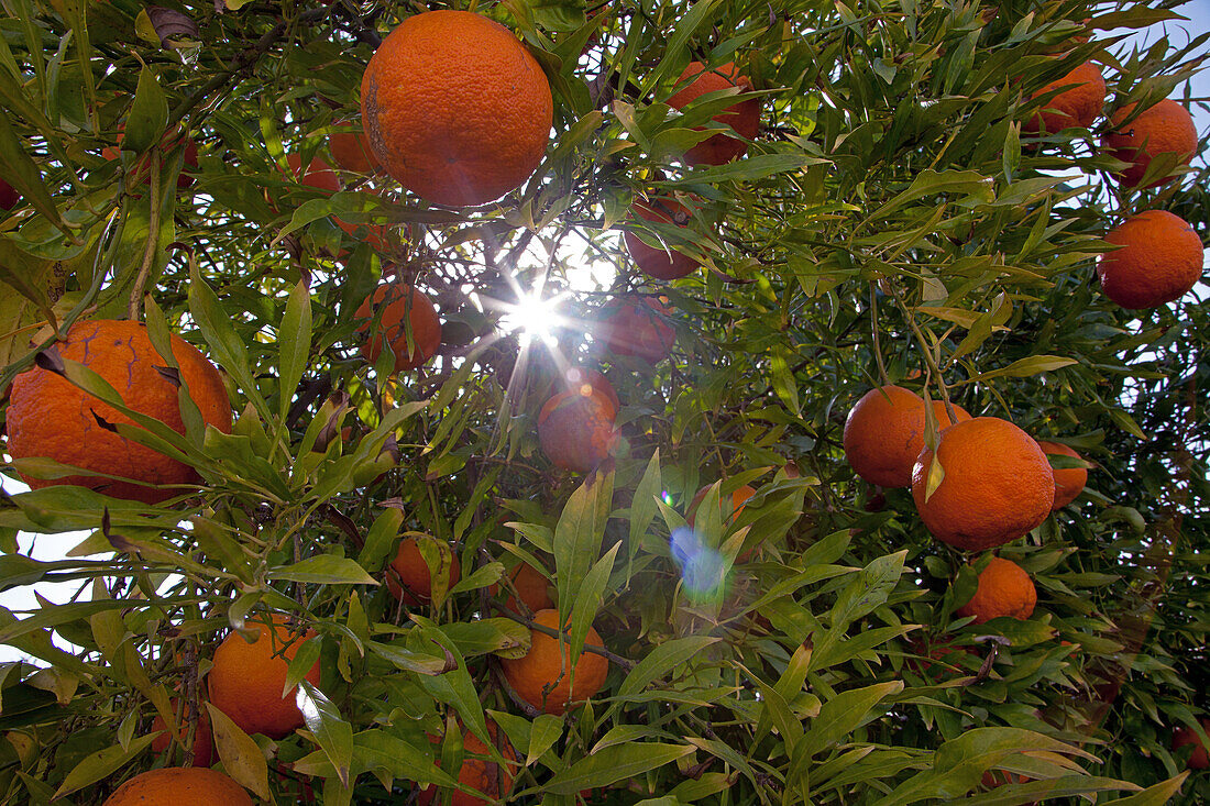 Orange Trees And Oranges Ready To Be Picked, Morocco
