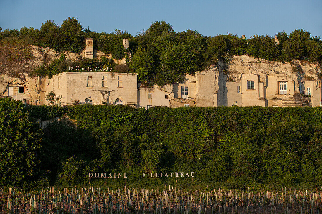 Grapevines Of The Filliatreau Wine Estate Dominated By The Grande Vignolle, Gite De France, And The Cave Houses Of The Arts Trades Village Turquant, Maine-Et-Loire (49), France