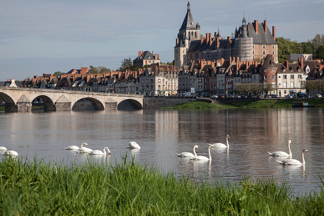 Group Of Swans On The Loire, The Stone Bridge, Town And Chateau, Gien, Loiret (45), France