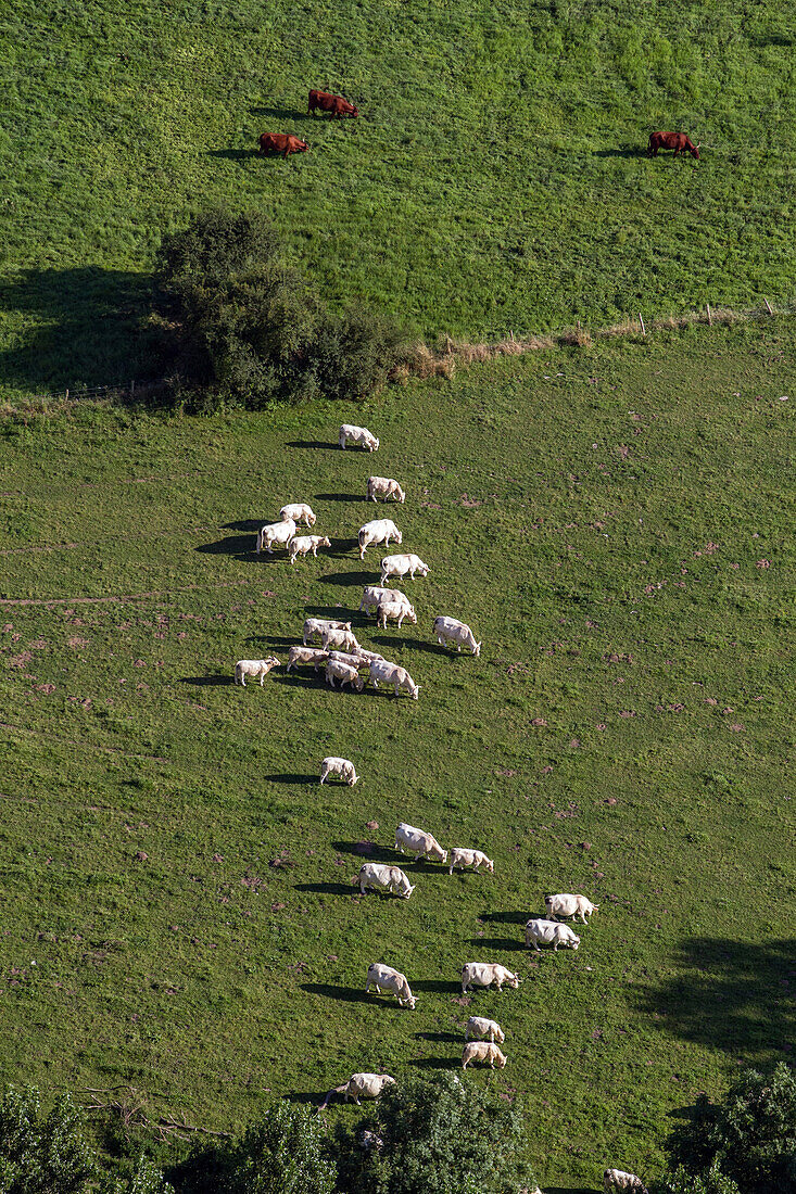 Aerial View Of A Herd Of Cows, Eure (27), Normandy, France