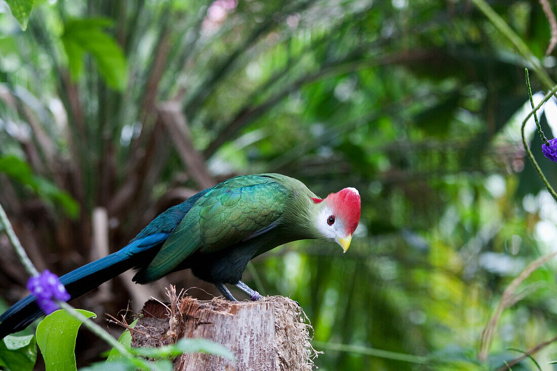 Red-Crested Turaco (Tauraco Erythrolophus), Butterfly World, Victoria, British Columbia, Canada