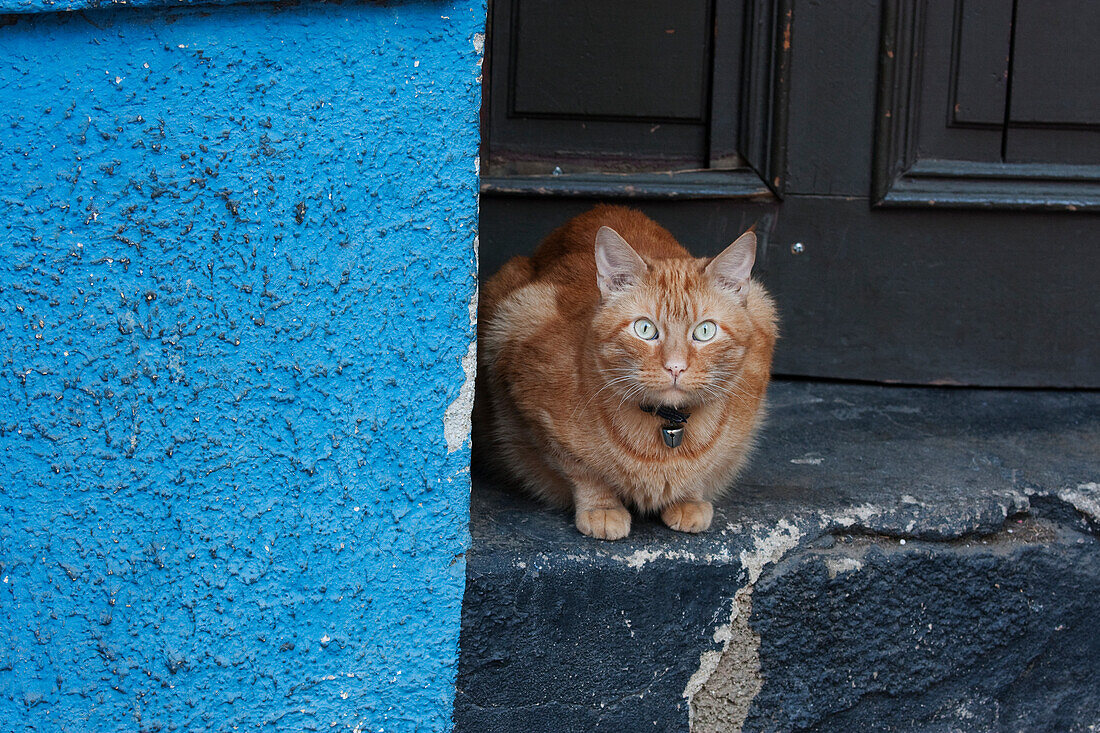 Cats, Valparaiso, Valparaiso Region, Chile