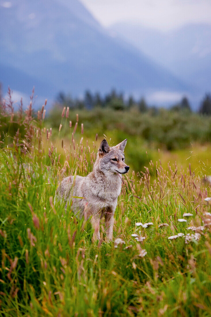 Captive Coyote Stands In Summer Flowers And Grasses At The Alaska Wildlife Conservation Center, Southcentral Alaska