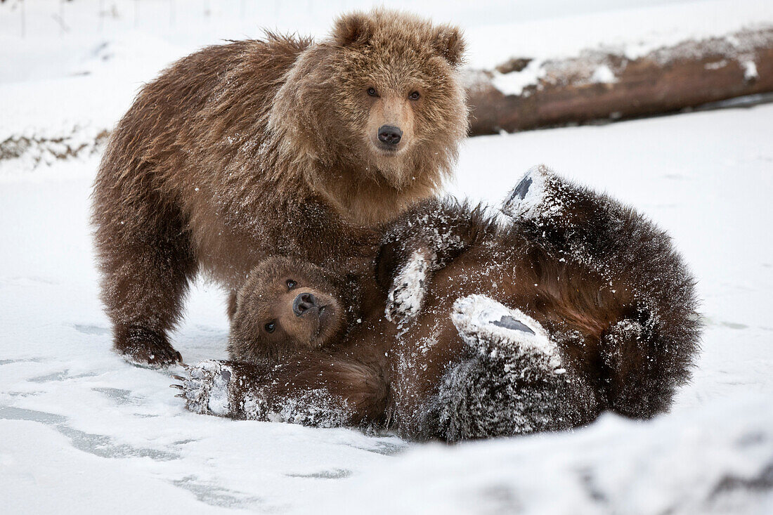 Captive: Pair Of Kodiak Brown Bear Cubs Play And Wrestle In The Snow At Alaska Wildlife Conservation Center, Southcentral, Alaska, Winter