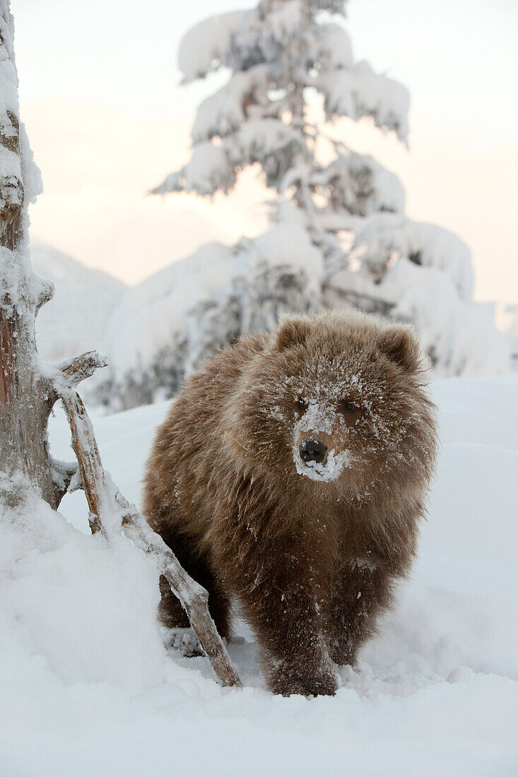 Captive: Female Kodiak Brown Bear Cub Walks In The Snow With Her Face Covered In Snow At The Alaska Wildlife Conservation Center, Southcentral Alaska, Winter