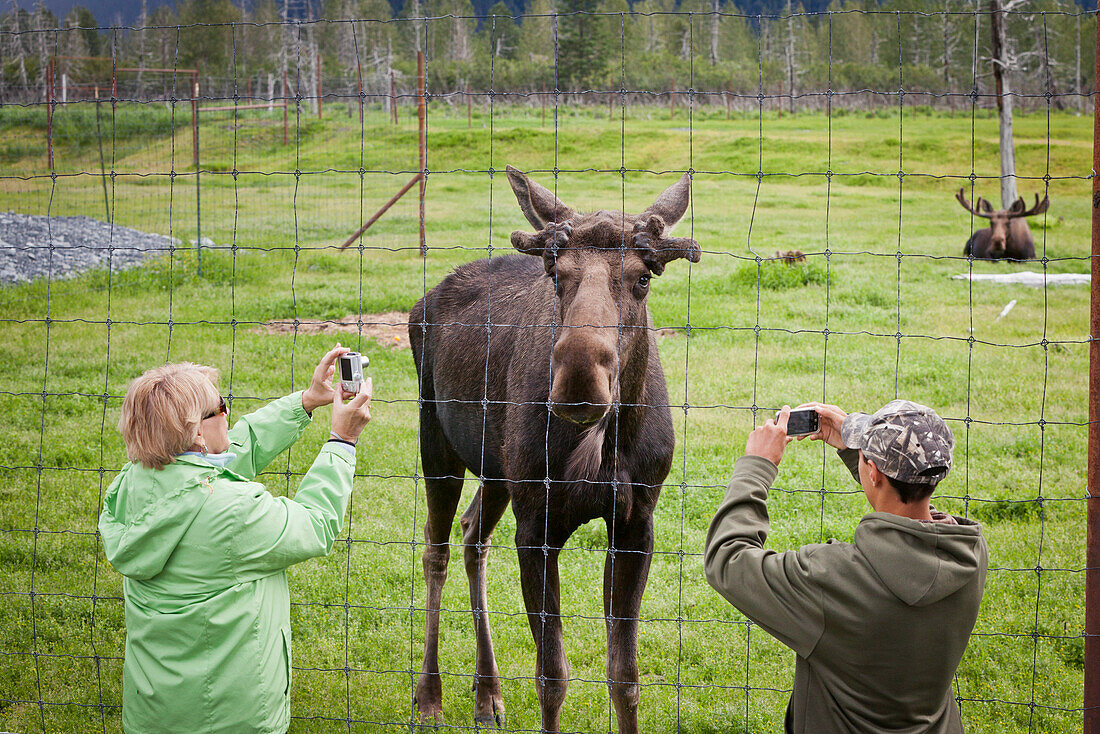 Tourists Stand At Fence And Photograph A Captive Bull Moose At The Alaska Wildlife Conservation Center, Southcentral Alaska, Summer