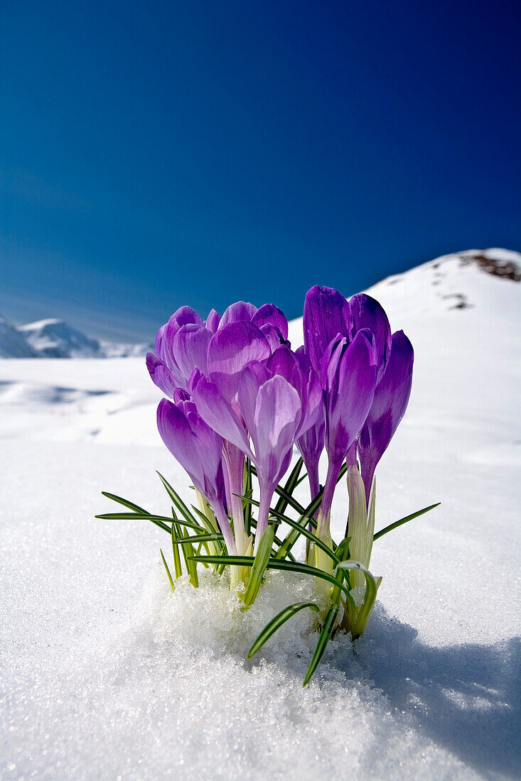 Crocus Flower Peeking Up Through The Snow With Mountains In The Background. Spring. Southcentral Alaska.