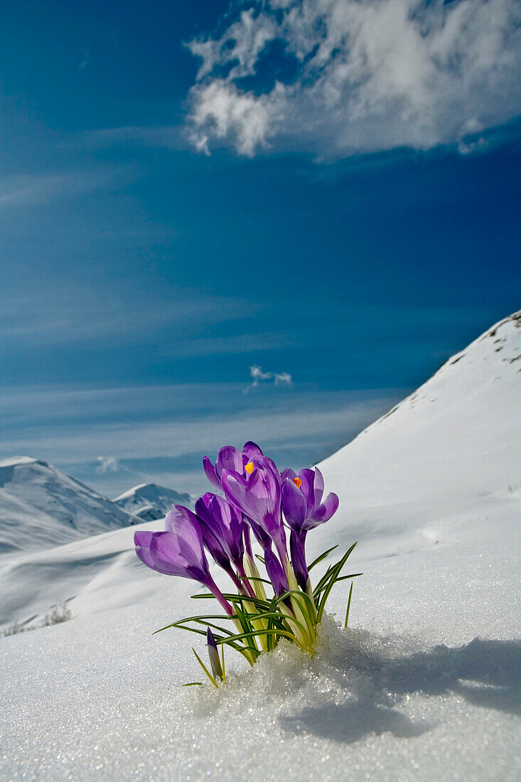 Crocus Flower Peeking Up Through The Snow During Spring In Southcentral Alaska.