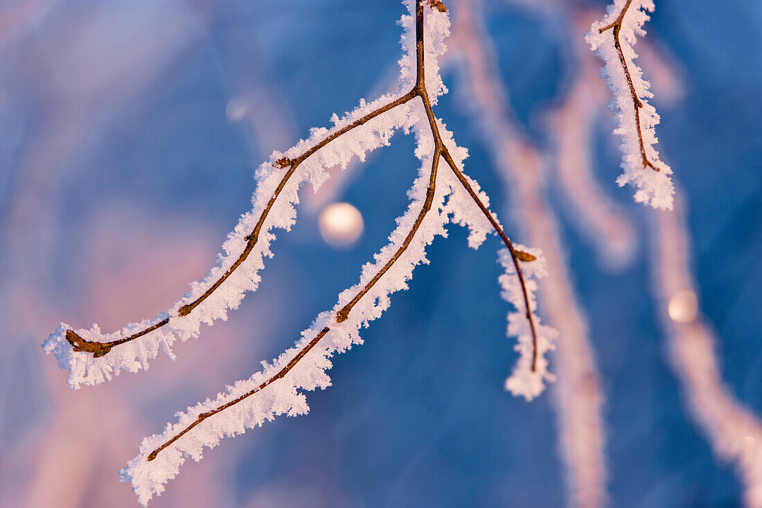 Detail Of Birch Trees Covered With Hoarfrost, Winter, Russian Jack Park, Anchorage, Alaska.