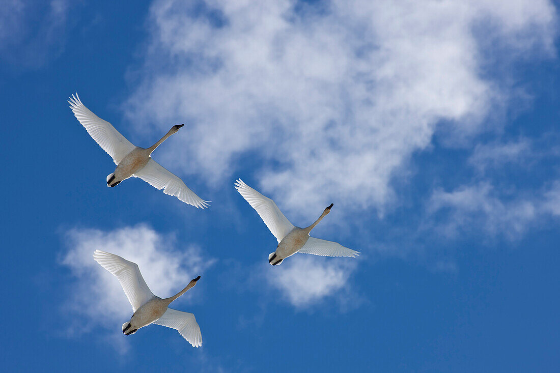 Trumpeter Swans In Flight Overhead During Spring Migration, Marsh Lake, Yukon Territory, Canada