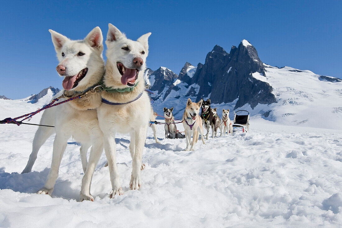 Sled Dog Team Standing On The Juneau Ice Field./Nthe Granite Spires Of Mendenhall Towers Can Been Seen In The Distance. Summer In Southeast Alaska, Digitally Altered